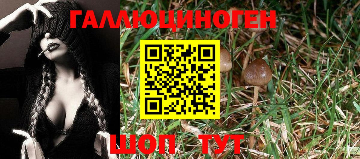 Шелехов  где продают   Вход с VPN  Галлюциногенные грибы Cubensis 