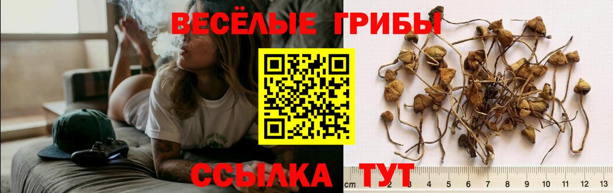 Псилоцибиновые грибы мицелий Шелехов